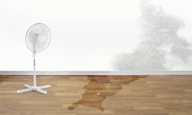 Best Flood damage cleanup  in Hernando Beach, FL